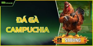 Đá Gà Campuchia Trực Tiếp Thomo – Kèo Cược Hấp Dẫn