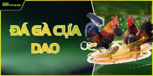 Đá Gà Cựa Dao: Kỹ Thuật Và Đam Mê Bất Tận Tại 888Top